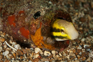 "Welcome"-Shorthead Fangblenny by Richard Goluch 